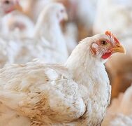 Gumboro disease - white feather chicken
