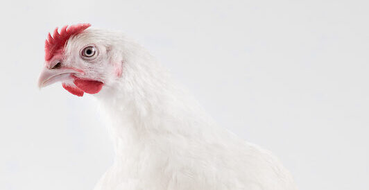 White feather broiler
