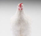 White feather broiler 2